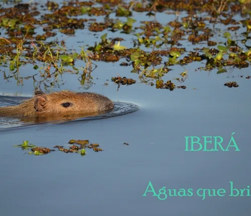 Ibera1