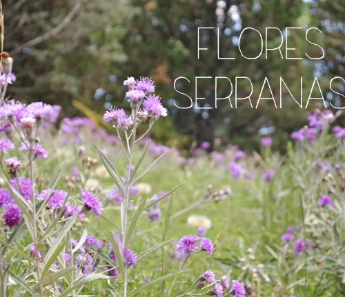 flores9