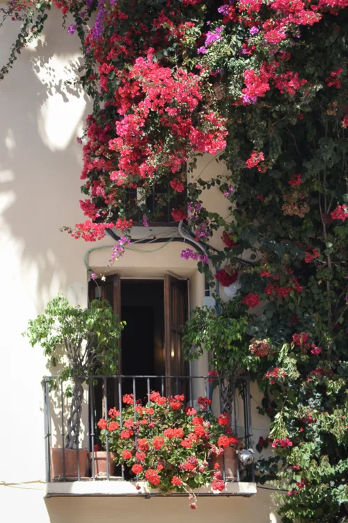 CostadelSol Malaga 15